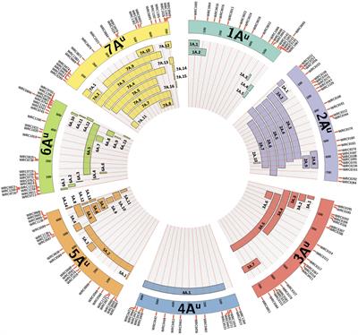 Generation of Doubled Haploid Wheat-Triticum urartu Introgression Lines and Their Characterisation Using Chromosome-Specific KASP Markers